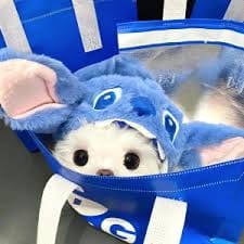 Komeng Alfiansyah avatar